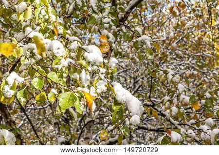 the first snow in the middle of the fall is invariable surprising