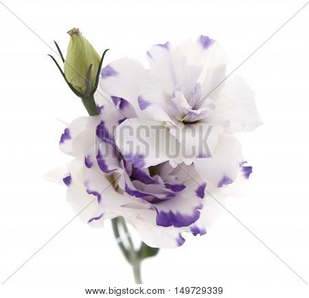 White And Blue Lisianthus Flower Isolated On White