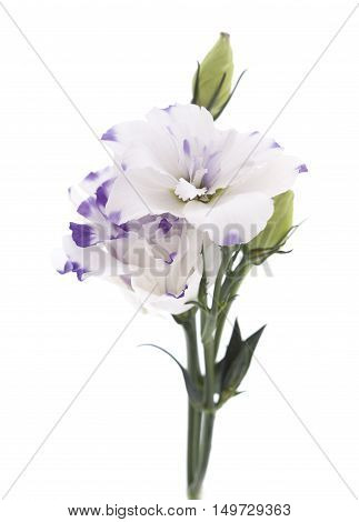 White And Blue Lisianthus Flower Isolated On White