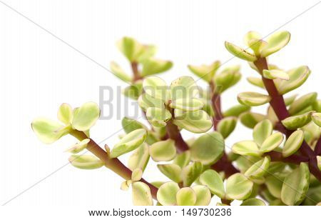 Portulacaria Afra Isolated