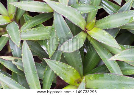 Green Leaf With Water Drops For Background,purple-leaf Spiderwort (tradescantia Spathacea)