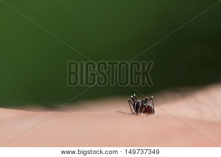 Aedes Aegypti Mosquito. Close Up A Mosquito Sucking Human Blood,mosquito Vector-borne Diseases,chiku