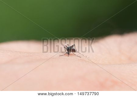 Aedes Aegypti Mosquito. Close Up A Mosquito Sucking Human Blood,mosquito Vector-borne Diseases,chiku