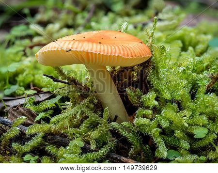 Macro close-up of the Amanita xanthocephala mushroom.
