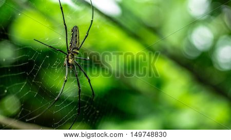 female Golden Web Spider Nephila pilipes. Thailand.