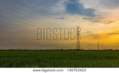 High voltage electrical transmission line and tower in rice field during sunset
