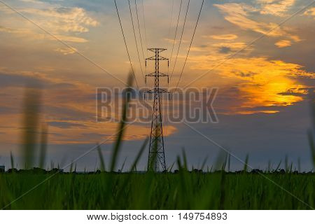 High voltage electrical transmission line and tower in rice field during sunset