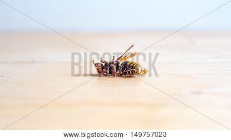 Dead European hornet Vespa crabro on bright wooden floor