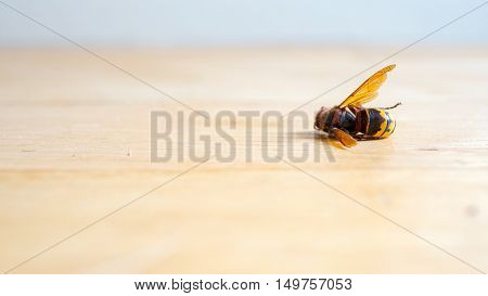 Dead European hornet Vespa crabro on bright wooden floor