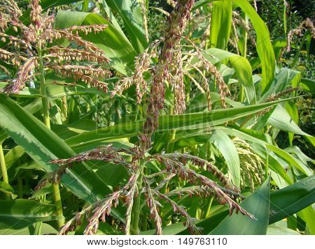 corn is bloomingclose-up of the tops of the plants