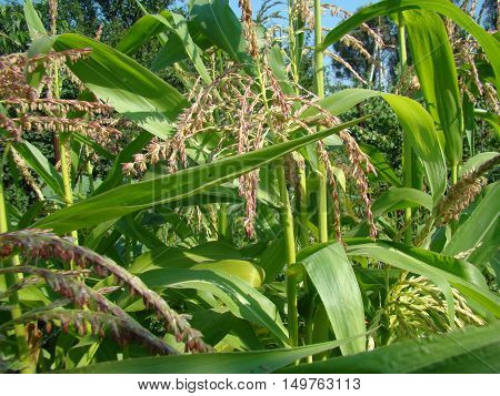 corn is bloomingclose-up of the tops of the plants