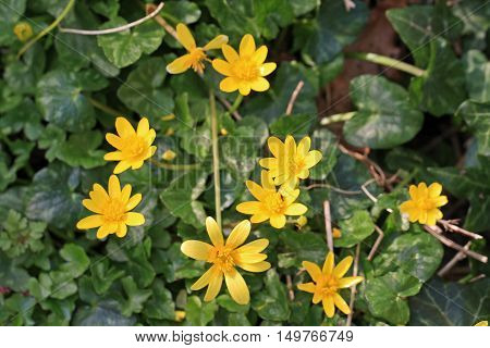 yellow Lesser Celandine Flowers in the spring