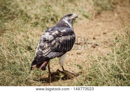 A bird of prey eats a snake on the savana