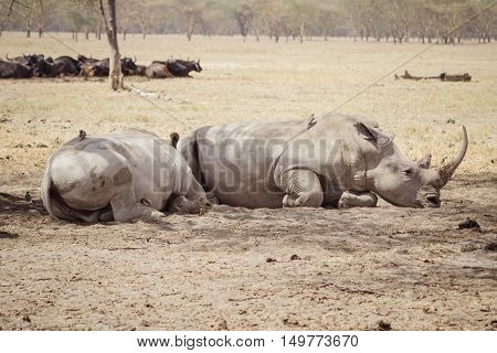 Large tired rhinoceros' sleeps on the african savanna