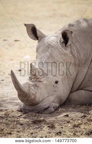 A large tired rhinoceros sleeps on the african savanna