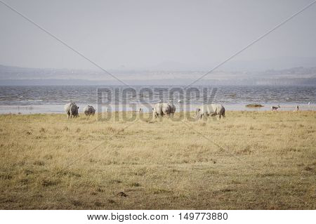 A large rhinoceros grazes on the african savanna