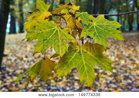 Close up of the surface of a leaf in autumn in Poland