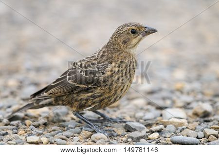 Juvenile Brown-headed Cowbird (molothrus Ater)