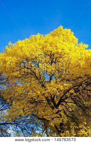 Krone of Autumn tree with yellow leaves against the blue sky
