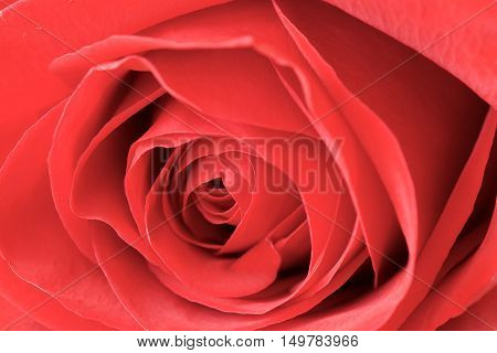 Close up beautiful red rose for background