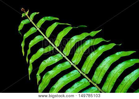 Freshness Green leaf of Fern on black background