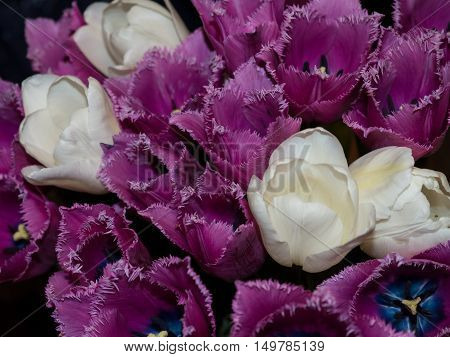 White and purple tulips. In the bouquet.