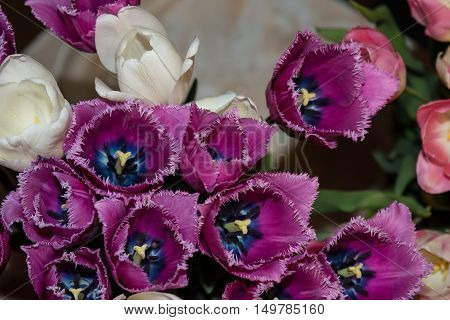 White and purple tulips. In the bouquet.