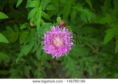 Cornflower knapweed centaurea lilac flower on the green in the garden