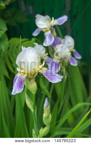 Bush of lilac white irises with green leaves into garden