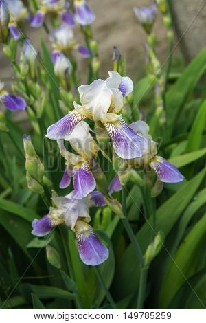 Bush of lilac white irises with green leaves into garden