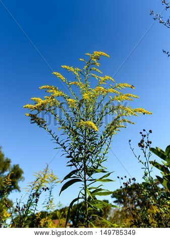 Solidago hybrida yellow flowers yellow bushes Summer