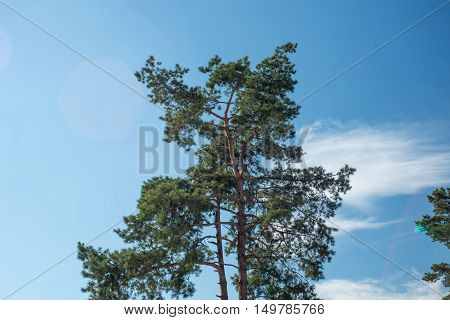 Pine sky blue sky cloud Pine coniferous forest