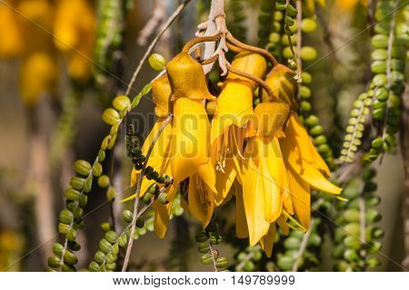 closeup of yellow kowhai tree flowers in bloom