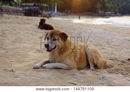 two dogs lay on the beach watching the summer vacation