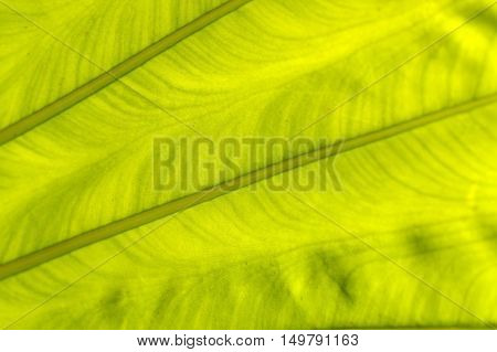 a backlit fresh green palm leaf close up