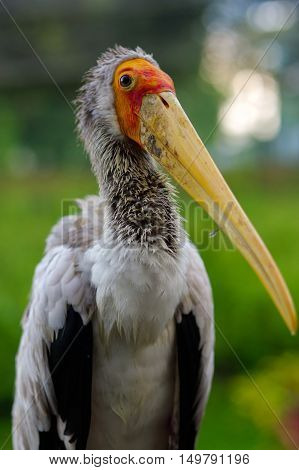 a white stork sitting on bridge railings ciconia at rainy day.