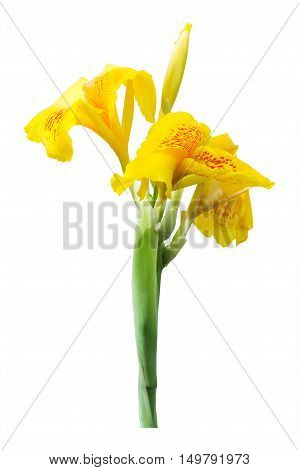 Yellow canna lily flowers on white background. Clipping path