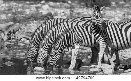 Zebras take a drink at Th Etosha National park in Namibia.