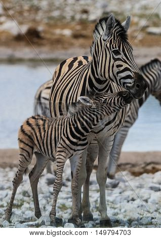 Zebra Foal with its mother in The Etosha National Park Namibia