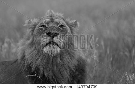 Male Lion sniffing the air in The Kruger National Park South Africa