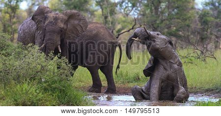 Elephants having a bath at a waterhole in The Kruger National Park South Africa