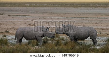Male and Female African White Rhino at The Etosha National Park Namibia