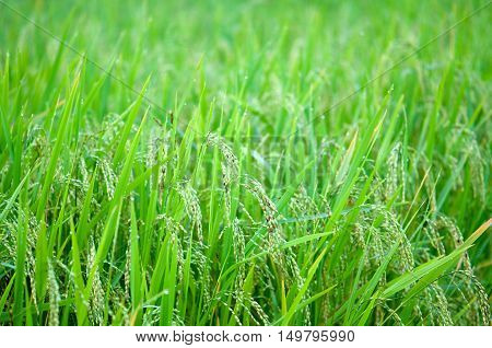 Field ears of corn dew drip green fertile moist.