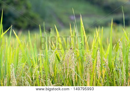 Field ears of corn dew drip green fertile moist.