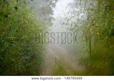 Fog road flower lonely cold blue color silent.