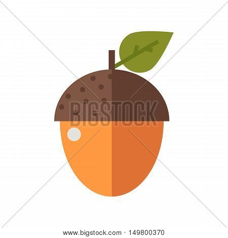 Flat design oak arcon nut vector illustration.