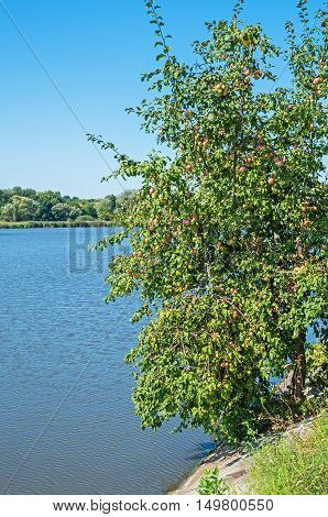 View of the pond in clean rural midday in late August