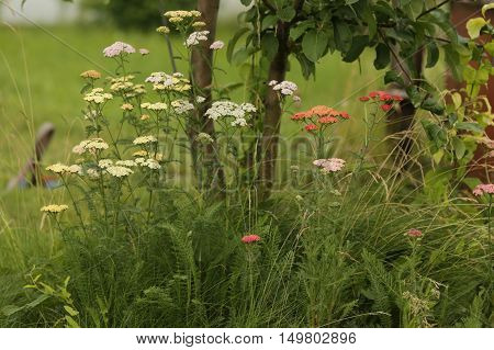 nature, plants, flora, flowers, beauties, summer, beauty, field flowers, wild flowers