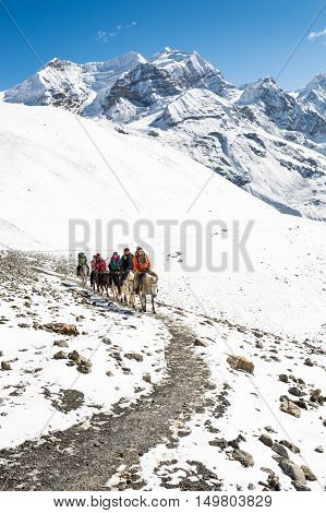 Thorong La, Nepal - October 16: Tourists riding horses to pass high mountain pass at 5416 m, on October 2016 at Annapurna region in Nepla.