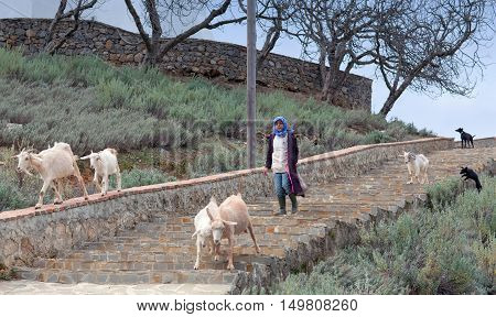 CHEFCHAOUEN, MOROCCO - JANUARY 2, 2014: Girl drover with goats walking on the road to pasture.